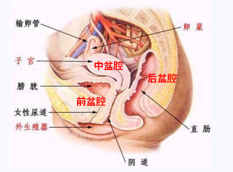 產(chǎn)后盆底康復(fù)，要不要做？